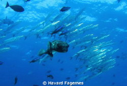 Puffer fish + barracudas by Havard Fagernes 
